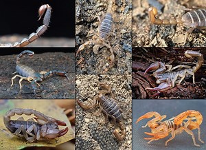 Yes, Oregon has scorpions. Plenty of them (photos & graphics)