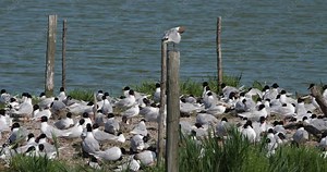 A flock of Mediterranean gull,( Ichthyaetus melanocephalus), during the egg incubation time, Camargue, France
