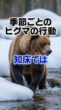 季節ごとのヒグマの行動 #熊対策 #アウトドア #登山#ハイキング #アウトドア 北海道 #自然#自然と共に #hokkaidou #bear #雑学