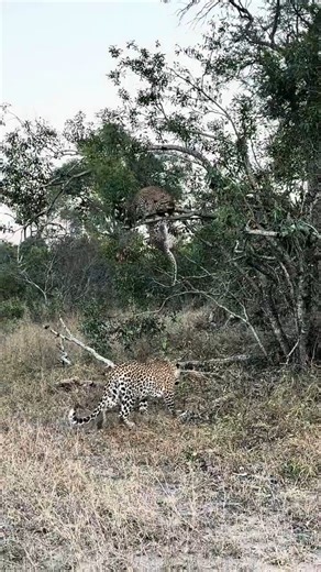 295K views · 2.2K reactions | Leopard Mother Pulls Cub Down from Tree! | Wildlife Africa | Facebook