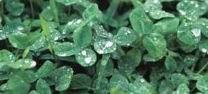 Plant a Clover Lawn | DoItYourself.com