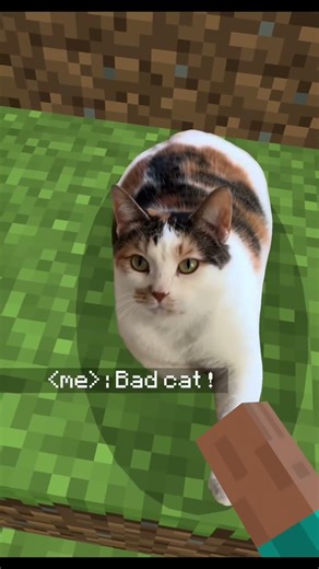 Cat enters Minecraft game#cat #game #Minecraft #funnyvideos #fyp