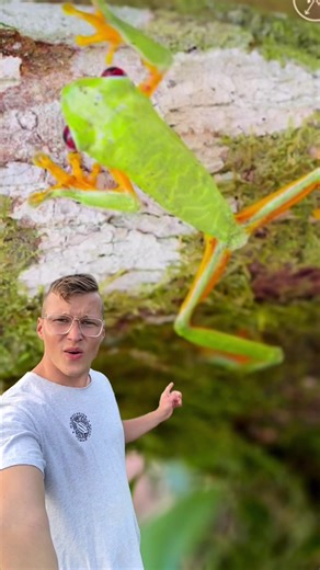 These frogs are known for their vibrant green bodies and striking red eyes. They are native to Central America and are often found in rainforests. Their bright colors help them blend into the foliage, providing camouflage from predators. #nature