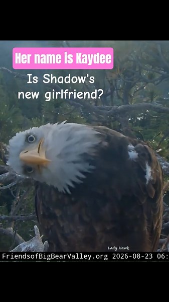 Kaydee loves being on camera. Does Shadow have a new girlfriend? Big Bear Valley: Bald Eagle&LiveCAM