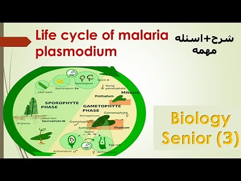 ثانويه عامه life cycle of a fern plant polypodium