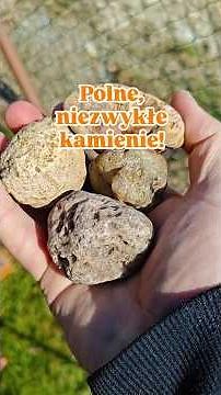 Kamienie na polu. Jest sens zbierać?