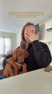 Vizsla Puppy Goes Wild After First 2-Hour Crate Time
