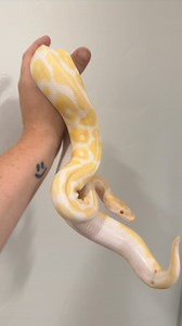 3.5K views · 96 reactions | Bob The Albino I have exclusive content. Subscribe on instagram, Patreon or Facebook. #ballpython #ballpythons #ballpythonmorphs #royal Python #ballpythonsofinstagram #python #pythons #snake #snakes #snek #reptile #reptiles #reptilesofinstagram #reptilelover #reptilekeeper #pet #pets #daily #instagram #tiktok #reels #cute #fun #happy #ballpythonsoftiktok #boise #idaho | Black Lake Reptiles | Facebook