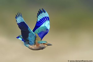 Indian roller - Alchetron, The Free Social Encyclopedia