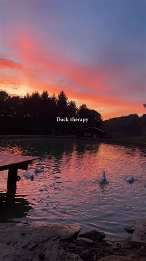 Sunrise Serenity with My Pet Ducks