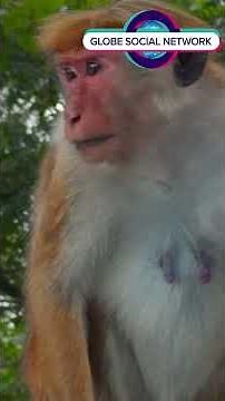 The Hidden Crisis Threatening Every Ecosystem #wilflife #saveanimals #savenature