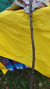 15K views · 92 reactions | 32 pati apple available Call 095960 67531 | MY STATE MY PRIDE | Facebook