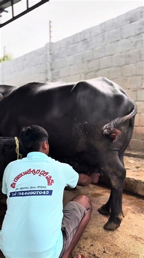 Proudly serving the best from SRR Farms🥛!#viralreels #explore #growth #dhanush #farminglife