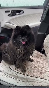 pomerania salió para jugar mire esto