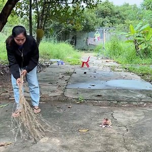 Ronaldo Extremly Angry Rush To Jumping From Table Till Falling Down | Lovely Monkey ChiChi