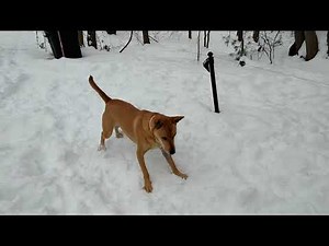 What are you barking at ?? Carolina dog, American dingo, FMD, Sunny