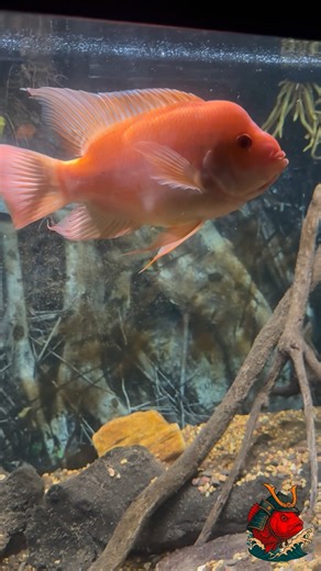 Amphilophus labiatus