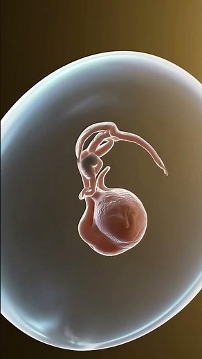 Week 5 Embryo – The Foundations of a Human Life #3danimation #anatomy #aihealth #medicalanimation