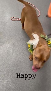 5.6K views · 697 reactions | New to adoption at Genesee County Animal Control ❤️ Today is the last day to adopt this week, as a shelter will be closed Friday and Saturday, and reopen next Tuesday. | Genesee County Animals in Need of Homes and Rescues | Facebook