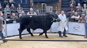 Lot 145 Newbank Dakota sold for 6500gns from M and S Wilson and Sons at Carlisle Aberdeen-Angus Show and Sale Friday 17th May ‘24 | Aberdeen-Angus Cattle Society