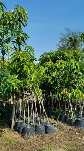 3.6K views · 55 shares | For sale‼️ Mango 省 *Golden Queen *Sweet Catimon *Carabao 6ft to 10ft | KF Miranda Plant Nursery | Facebook