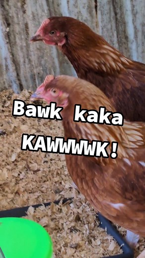 Bawk bawk bawk bawk.. #chickentalk