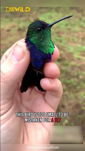 The Smallest Bird on the Earth | Meet with Bee Hummingbird | Beautiful Bird #shorts #birds