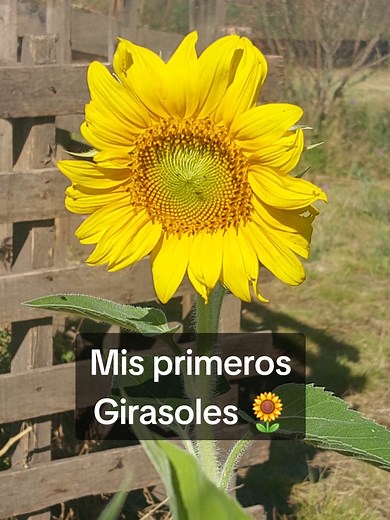 Creciendo Girasoles desde Semillas: Un Proyecto Mágico