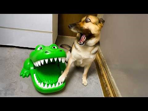 Over-Dramatic Animals Who Deserve an Oscar 😂 Funniest Animal Videos 2025