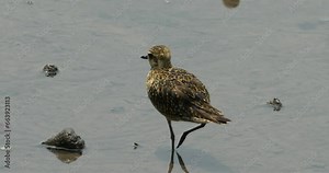 The Pacific Golden Plover (Pluvialis fulva), also known as the American Golden Plover, is a migratory bird species in the plover family, Charadriidae. |太平洋金斑鴴