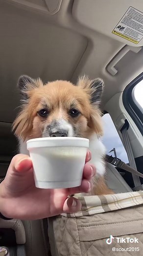 Dog Drive Thru Dairy Queen Adventure