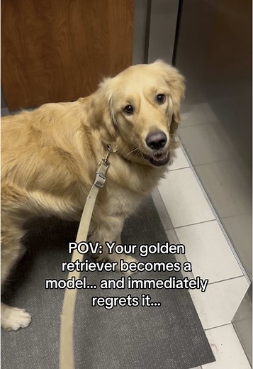 Golden Retriever's Hilarious Modeling Regret