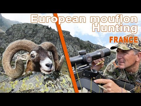 European Mouflon Hunting in France // Mouflon Hunting in France // 2021