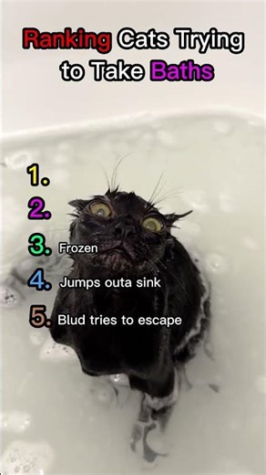Ranking the Most Dramatic Cat Bath Reactions #cats #pethumor #viral