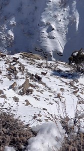 Himalayan Ibex in the Heart of the Himalayas | Kuntla Devi