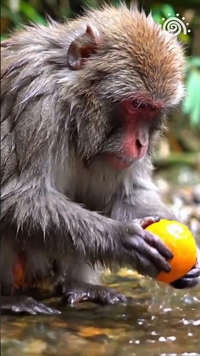 Punch Moneky | This Monkey Acts Like a Human. But here’s what makes it insane… | Japanese Macaque