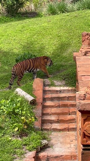 Sumatran Tiger (Disney's Animal Kingdom) 3/15/23