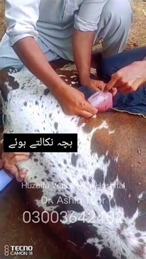 Cesarean section of cow