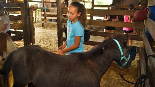 Elderly Miniature Horses Love Human Companionship at Blue Lake Equestrian in Cocoa