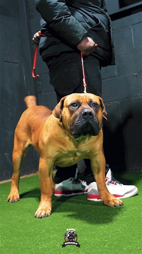 Exotic Boerboel Breeders on Instagram: "Bulldog-style Boerboel, built for action. Just 1 year old already displaying impressive structure and athletic presence.💪🏾🔥 #tuesday #happytuesday #tuesdays #tuesdayvibes #tuesdaymotivation #tuesdaymood #feature #mastiff #dogs #boerboel #boerboelsofinstagram #southafricanboerboel #boerboels #boerboelpuppy #boerboellove #boerboelmastiff #boerboellife #boerboelmoments #boerboelfans #boerboelofinstagram #boerboelinstagram #boerboellovers #boerboellife🐾 #p