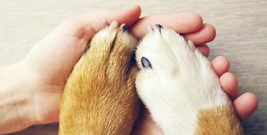 How Many Fingers Do Dogs Have?