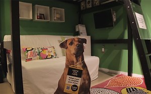 IKEA's Placing Life-Size Animal Cutouts In Their Showrooms. The Reason Why Is Amazing