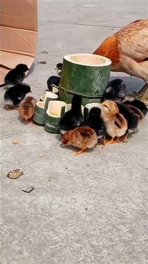 ​How to Feed Baby Chicks: Mother Hen Natural Feeding Guide