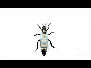 Animation of honey bee sex determination