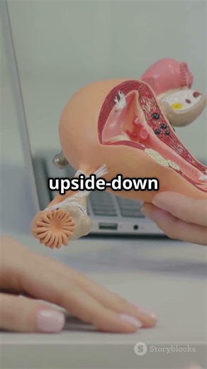 Exploring Female Reproductive Organs #FemaleHealth #ReproductiveSystem #Anatomy #WomensHealth