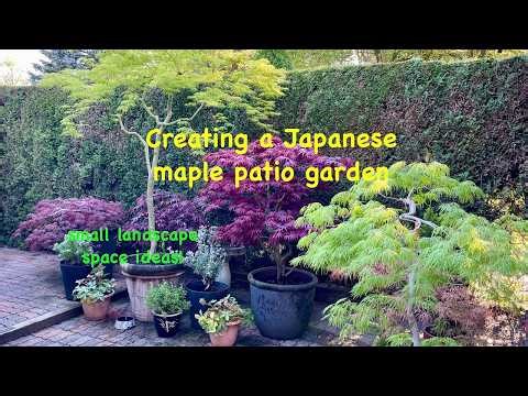 Creating a Japanese maple patio garden