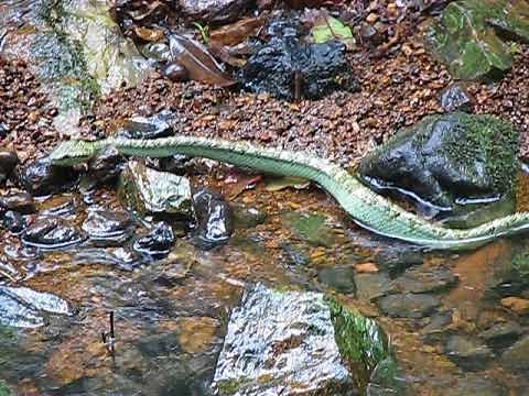 KCC: King Cobra hunting a pit viper WOW