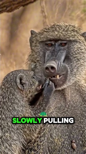 Mongoose Investigates the Baboon’s Ear… Look What It Finds