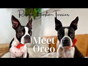 Meet Oreo the Rescue Boston Terrier