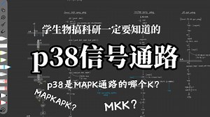 【p38信号通路】通路概述